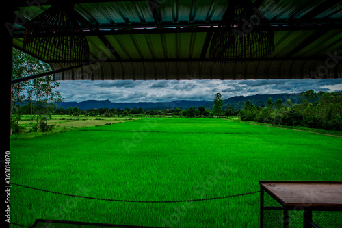 close background of the green rice fields, the seedlings that are growing, are seen in rural areas as the main occupation of rice farmers who grow rice for sale or living. © bangprik