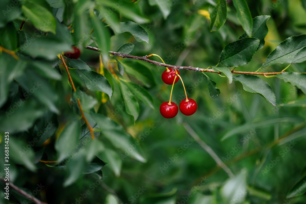 Branch with red berries cherry on garden background
