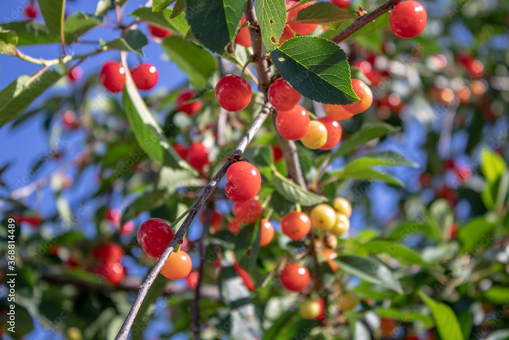The fruits of ripe cherries on the tree are like bunches of grapes.