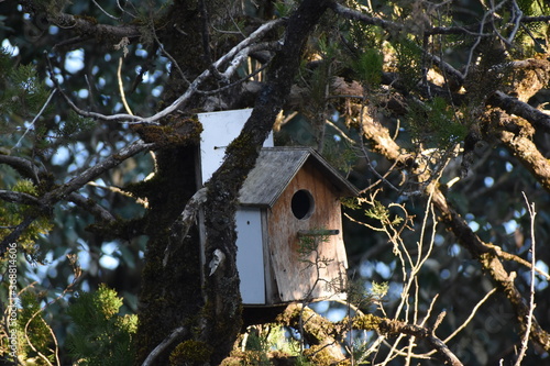 Beautiful house for birds in tree