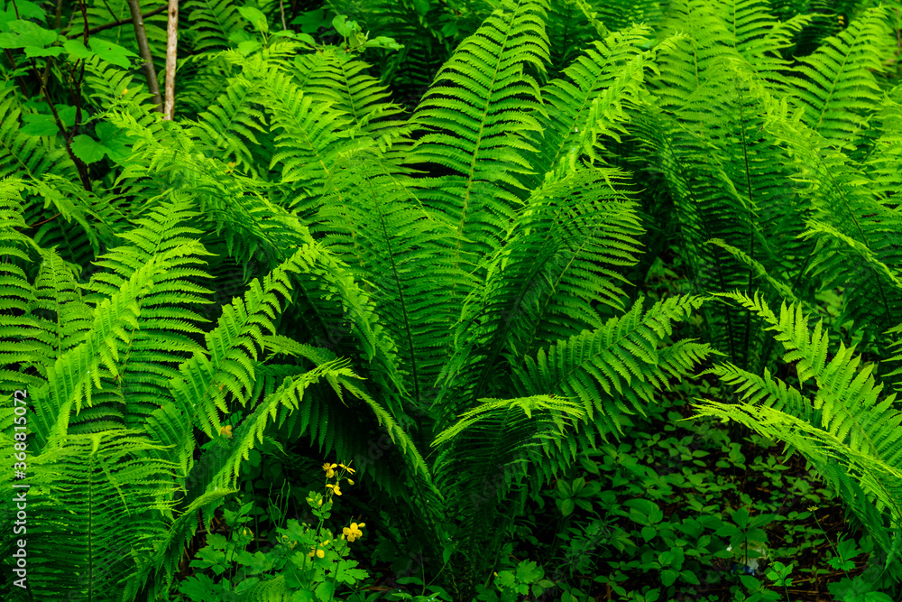 Green fern plants in the forest on spring Green fern plants in the forest on spring