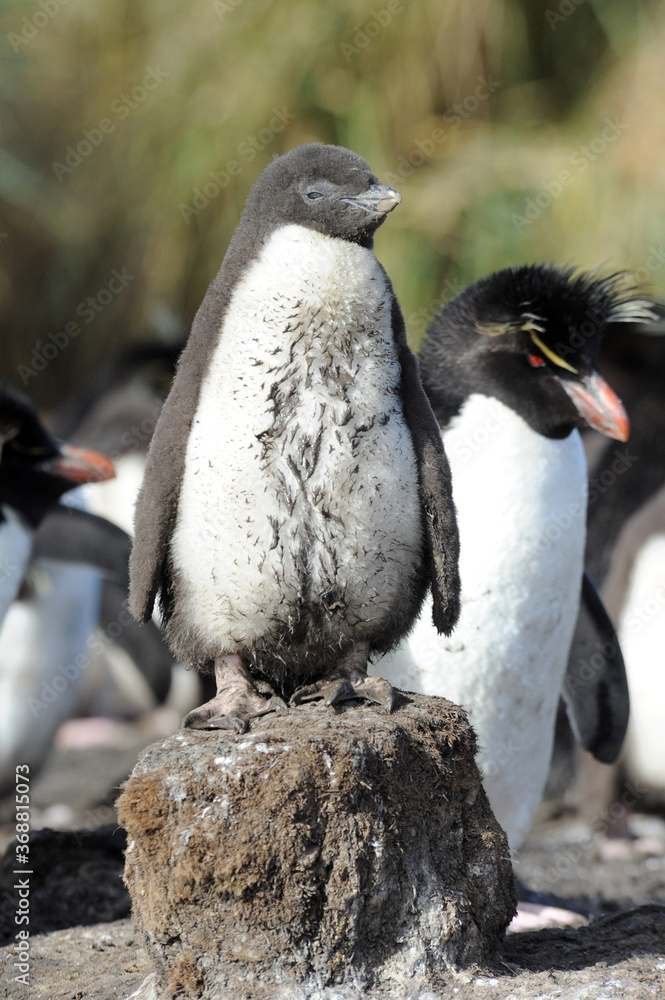 Naklejka premium The rockhopper penguins are three closely related taxa of crested penguins