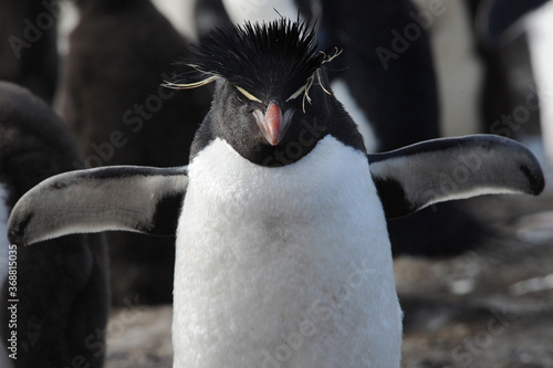 The rockhopper penguins are three closely related taxa of crested penguins  photo