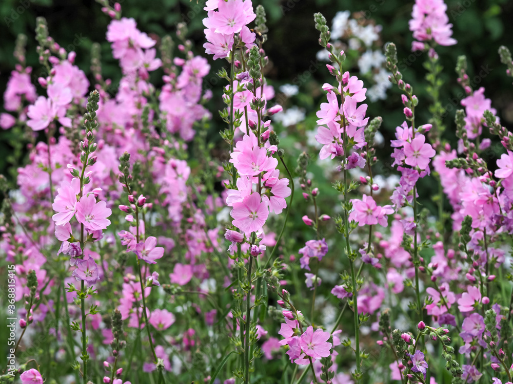 Beautiful pink prairie mallow flowers in a garden, variety Sidalcea Sussex Beauty Beautiful pink prairie mallow flowers in a garden, variety Sidalcea Sussex Beauty