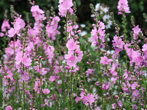 Tablou pe pânză Beautiful pink prairie mallow flowers in a garden, variety Sidalcea Sussex Beaut