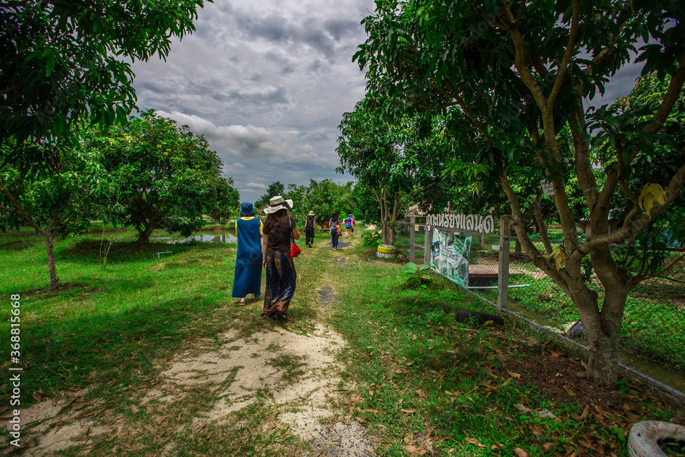 Fototapeta premium blurry nature background of bamboo trees with green leaves planted along the rice fields, with cool wind blowing through, the integrity of the ecology.