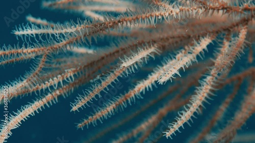 A black coral, Antipathes sp. , in the Coral Reef Maldives, Indian Ocean photo