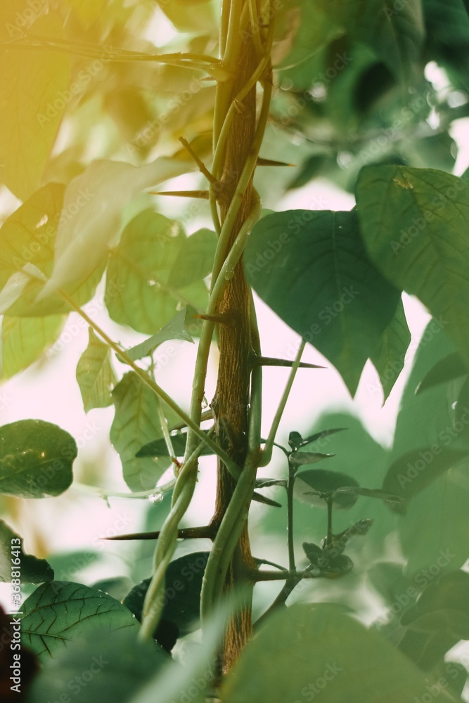 Fototapeta premium green leaves on a tree