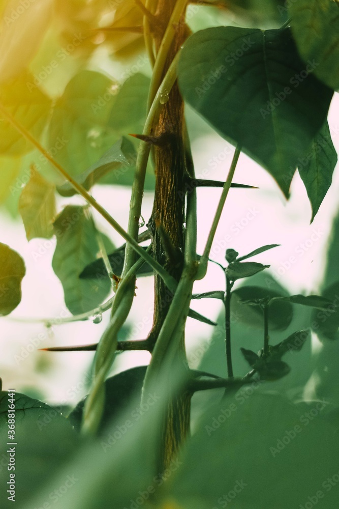 Fototapeta premium Thorns covered by leaves