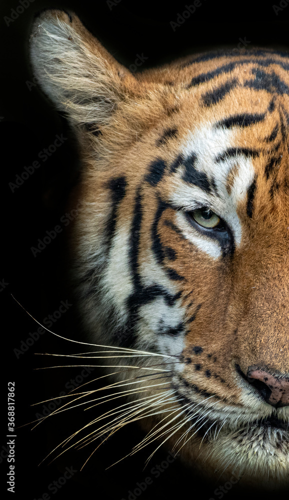Obraz premium Portrait of Tiger in Wild. This Image is of the Legendary Tigress named Maya from Tadoba Andhari Tiger Reserve in India.