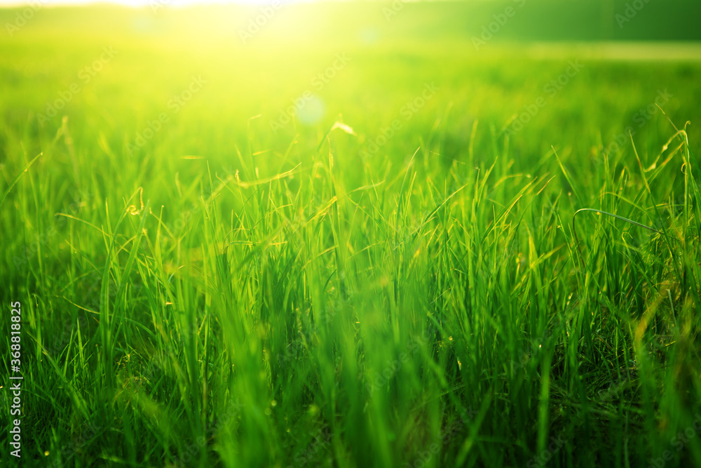 Spring fresh bright green grass at sunset on a warm sunny day. Background of a green grass. Green grass texture .