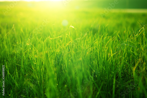 Spring fresh bright green grass at sunset on a warm sunny day. Background of a green grass. Green grass texture .