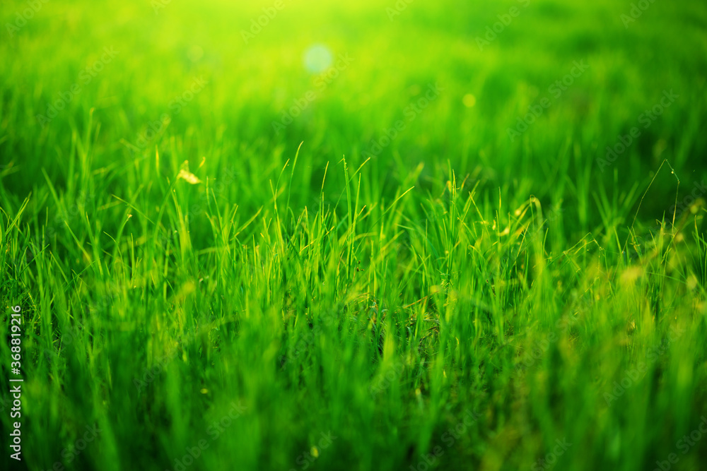 Spring fresh bright green grass at sunset on a warm sunny day. Green grass background texture. Element of design. . Spring fresh bright green grass at sunset on a warm sunny day. Green grass background texture. Element of design. .