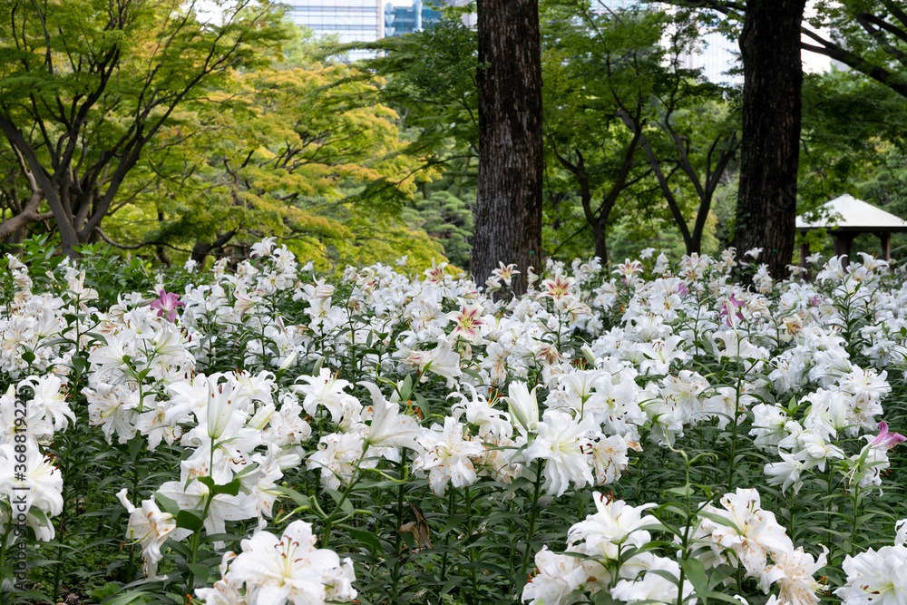 Fototapeta premium 都会の公園にいっぱい咲くユリの花 東京都千代田区 日本