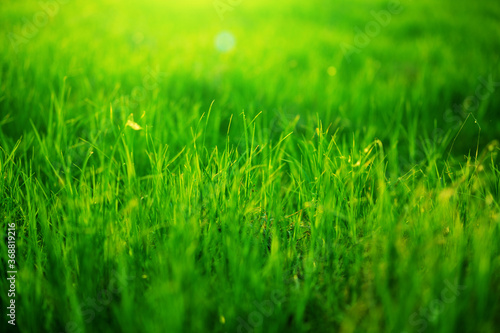 Spring fresh bright green grass at sunset on a warm sunny day. Green grass background texture. Element of design. .