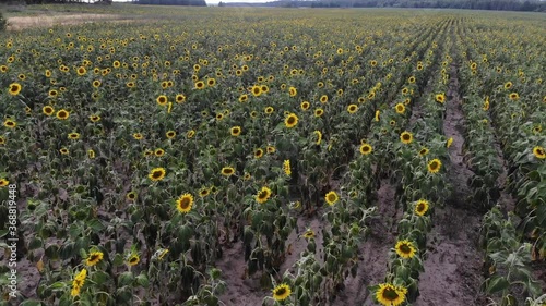 Sunflower field from above.