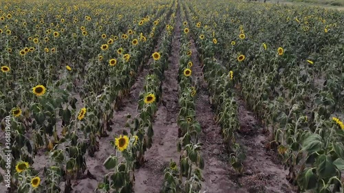 Sunflower field from above.