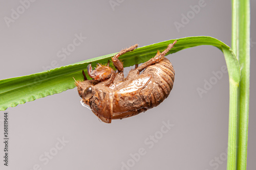 Cicada shell on green plant stem isolated on gray background. Close-up. photo