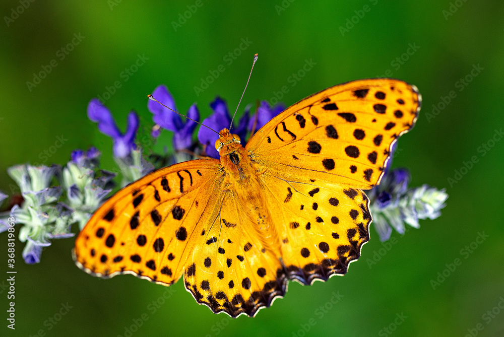 ヒョウモンチョウ ヒョウモンチョウ