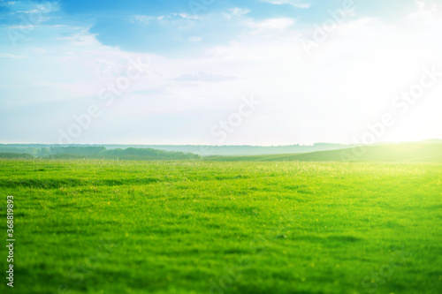 Spring fresh bright green grass at sunset on a warm sunny day. Green meadow under blue sky with clouds and sun. .