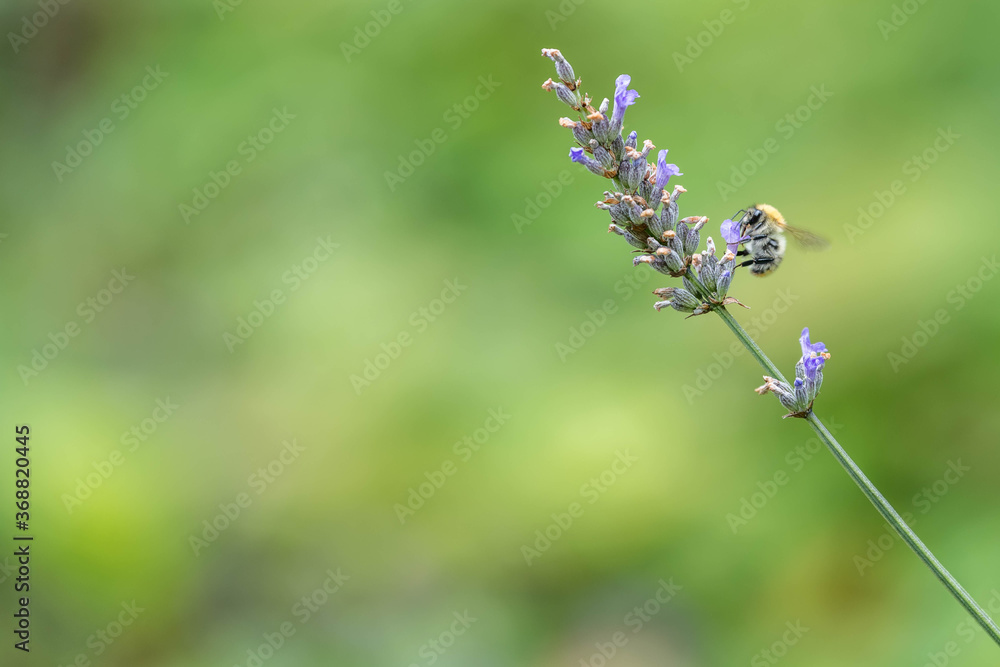 Biene erntet Nektar auf Lavendelblüte Biene erntet Nektar auf Lavendelblüte