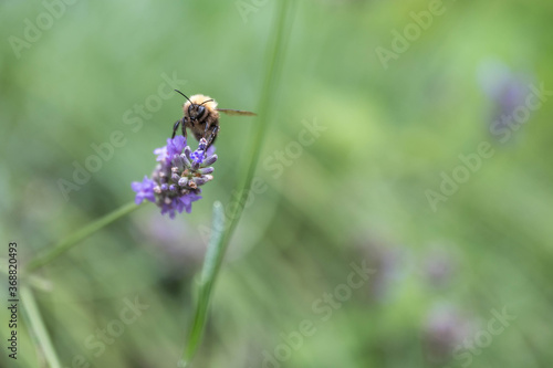 Biene auf Lavendelblüte © Georg Hummer