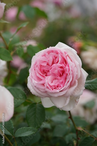 Light Pink Flower of Rose  Wedgwood Rose  in Full Bloom 