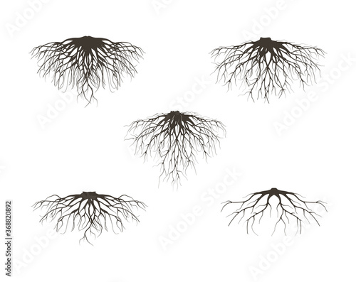 Photo collection of fibrous root and tap roots of the tree vector isolated on white background