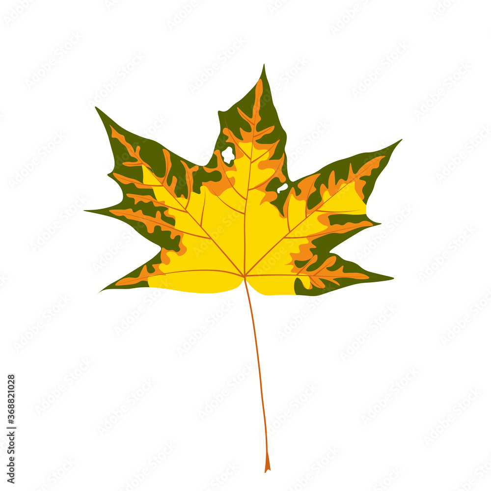 Obraz premium Vector stock illustration of autumn leaf. Yellow canadian maple. A dead sprout from a tree. The November weather. Bright colorful palette of the Park in October. Close up. Isolated on a white backgrou