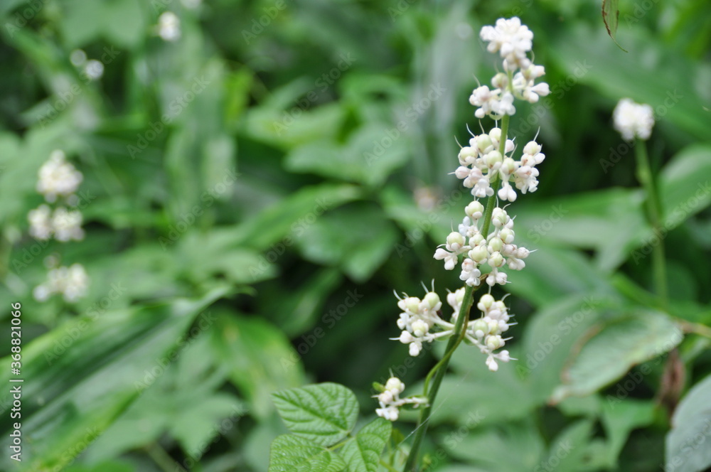 ヤブミョウガの花 ヤブミョウガの花