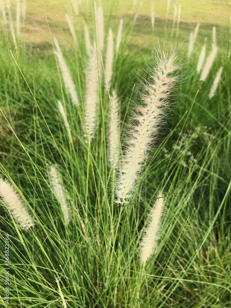 White grass flowers with green leaves. White grass flowers with green leaves.