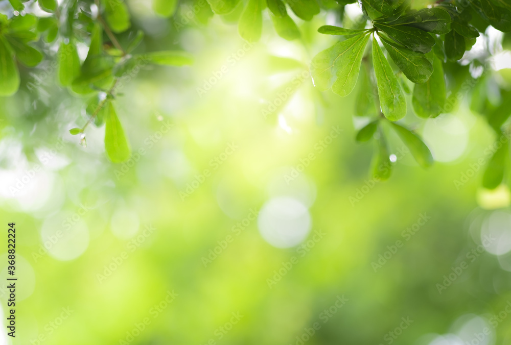 Close up view of green leaf on greenery blurred background and sunlight in garden using for natural green plant ,ecology and copy space for wallpaper and backdrop. Close up view of green leaf on greenery blurred background and sunlight in garden using for natural green plant ,ecology and copy space for wallpaper and backdrop.