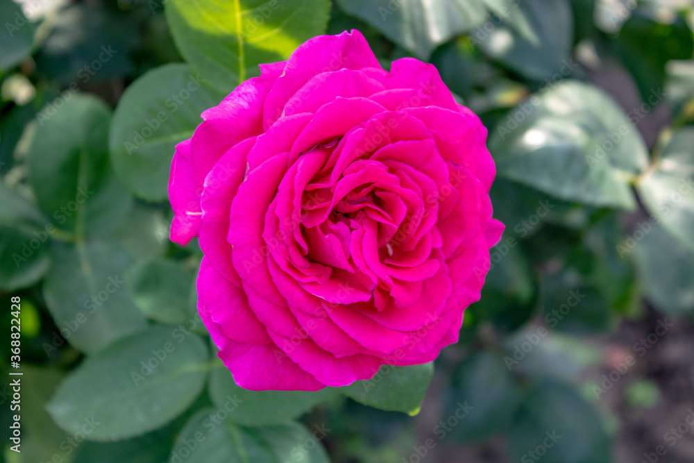 Close-up shot of a blooming red rose flower in the garden. Close-up shot of a blooming red rose flower in the garden.
