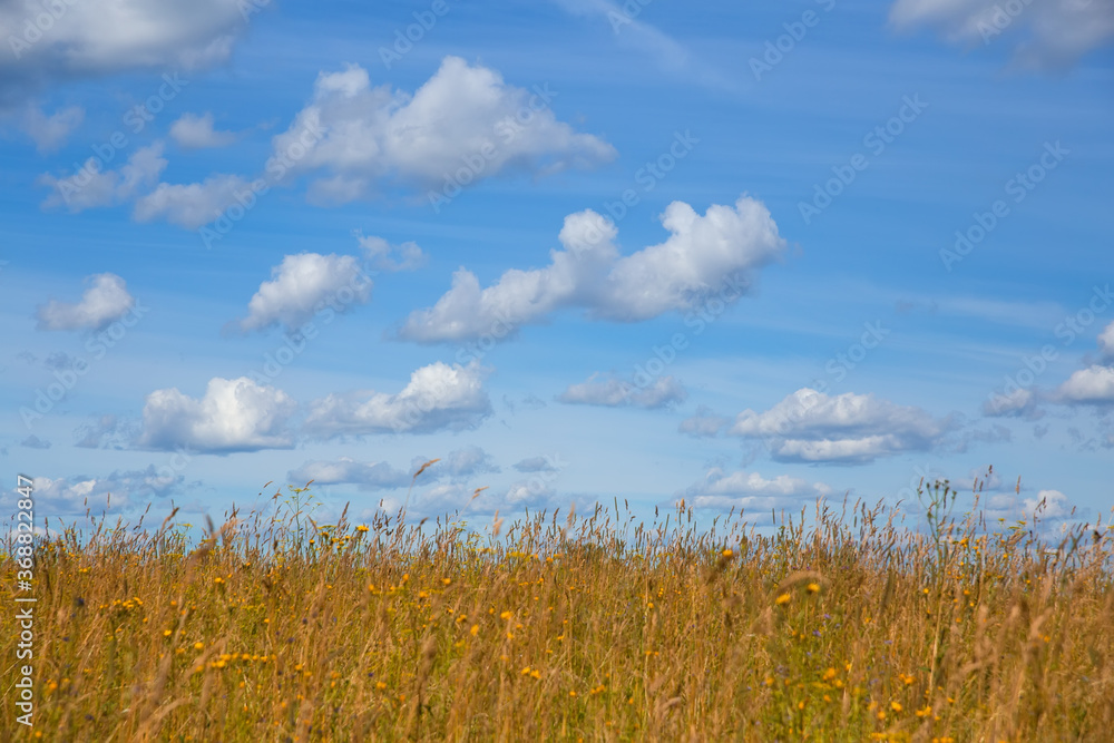 Blue sky with clouds. Field with yellow grass and flowers. Selective focus on clouds. Natural background. Blue sky with clouds. Field with yellow grass and flowers. Selective focus on clouds. Natural background.