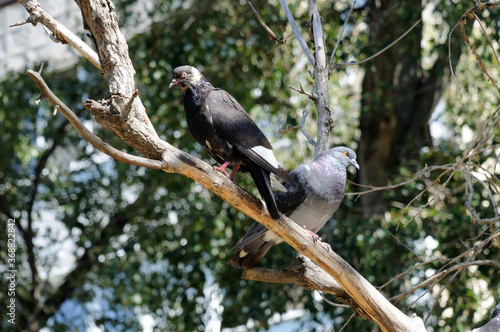 Motley gray doves on a dry tree branch
