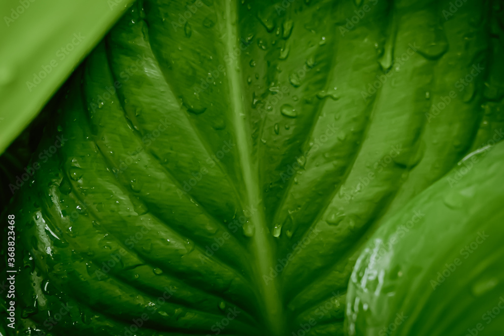 Close-up of fresh green leaves with dew drop. Cardwell lily or Northern christmas lily (Proiphys amboinensis) with raindrops. Close-up of fresh green leaves with dew drop. Cardwell lily or Northern christmas lily (Proiphys amboinensis) with raindrops.