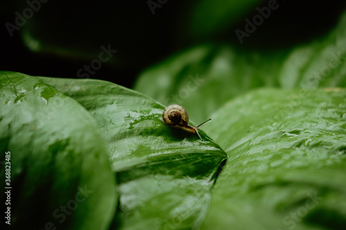 Side view of Brown snail walking on fresh green leaves with drop dew after rain. Garden snail on Cardwell lily or Northern christmas lily (Proiphys amboinensis).