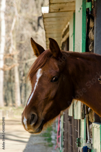 cavallo che sbuca fuori dalla stalla © Maddalena
