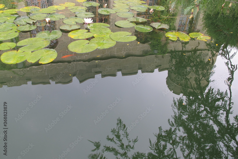 A scenic view of green leaves and white flowers of water lilies floating on the water surface and the high walls and tower of the Vorontsov Palace, tree branches and the sky are reflected A scenic view of green leaves and white flowers of water lilies floating on the water surface and the high walls and tower of the Vorontsov Palace, tree branches and the sky are reflected
