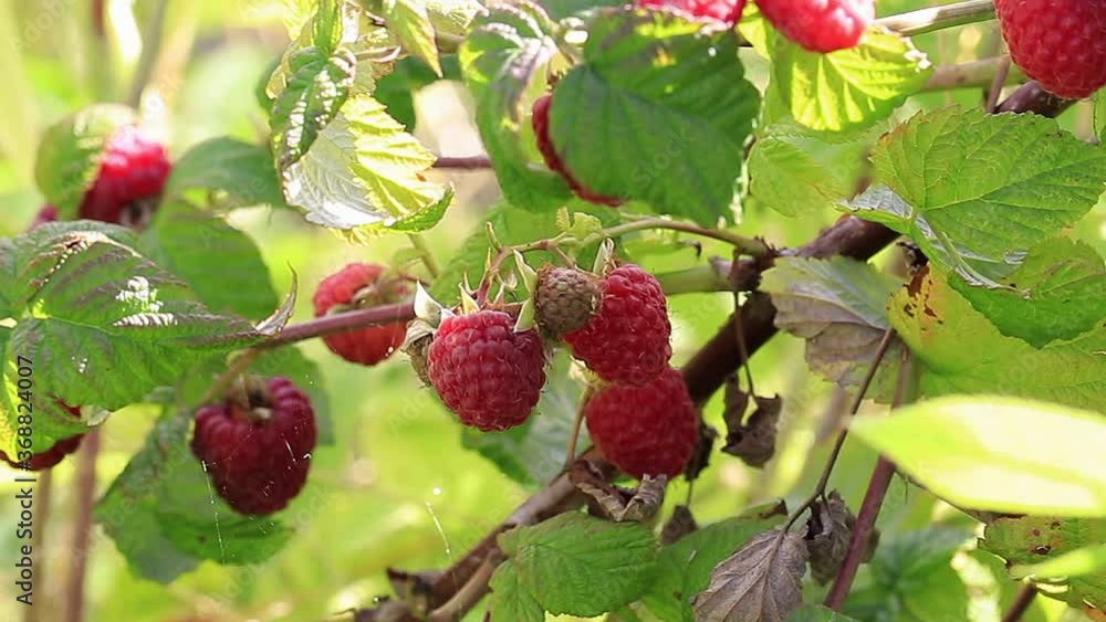 Close-up of ripe red raspberry bush in forest or garden. Bush branches swaying in wind. Sunny day Close-up of ripe red raspberry bush in forest or garden. Bush branches swaying in wind. Sunny day