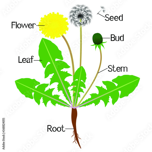 An illustration showing parts of a dandelion plant.