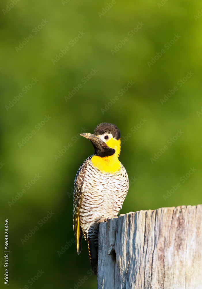 Fototapeta premium Campo flicker perched on a tree trunk