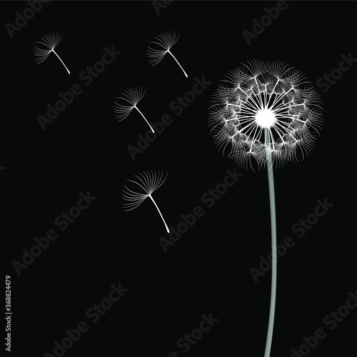 White dandelion isolated on black background, flying spores.
