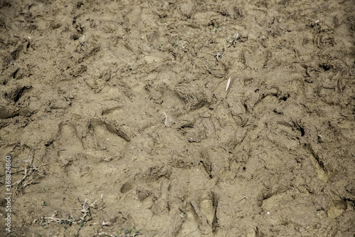 Mud with footprints