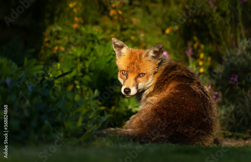Red fox sitting near green plants in sunshine
