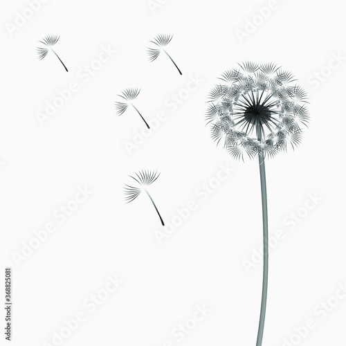Abstract background of a dandelion for design  the wind blows the seeds.