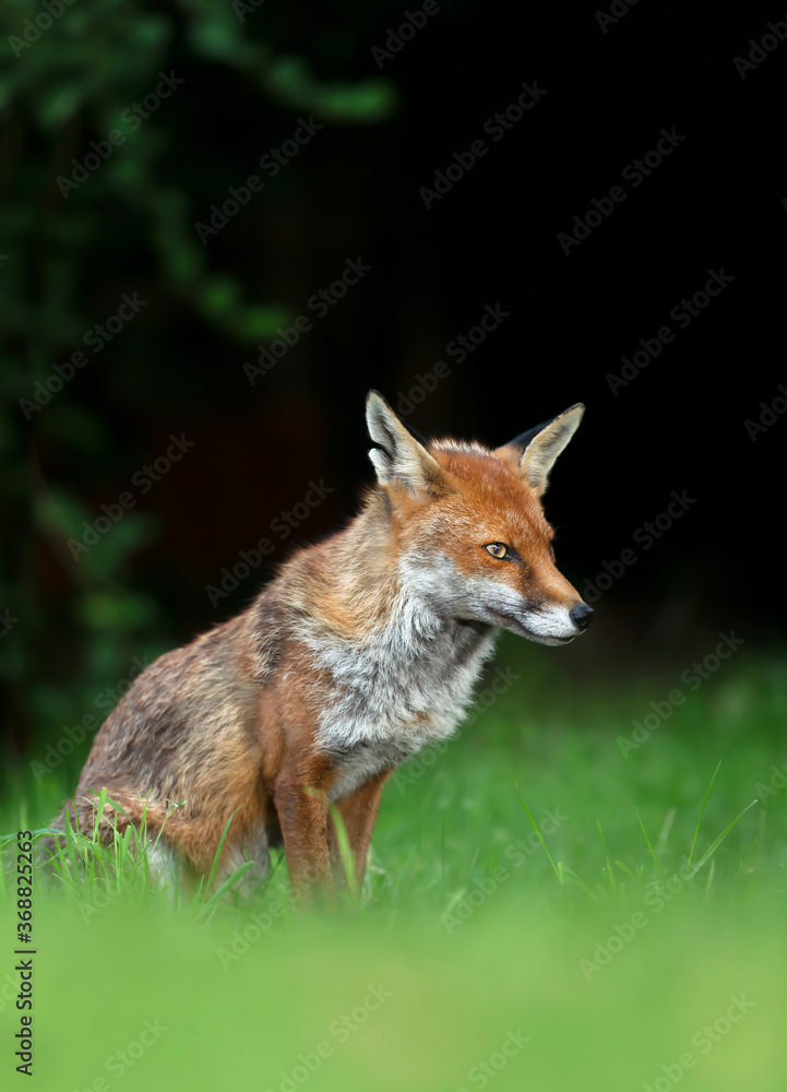 Close up of a red fox sitting on green grass Close up of a red fox sitting on green grass