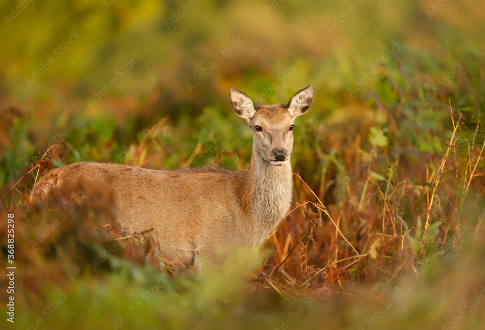 Red deer hind standing in ferns in autumn Red deer hind standing in ferns in autumn
