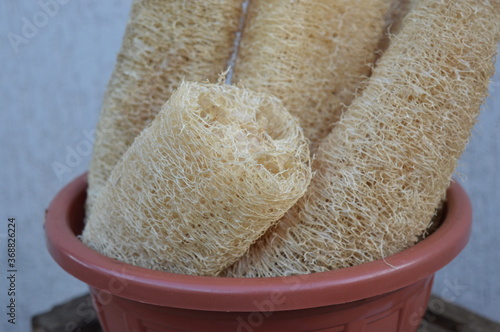 Vegetable loofah for bath and exfoliation