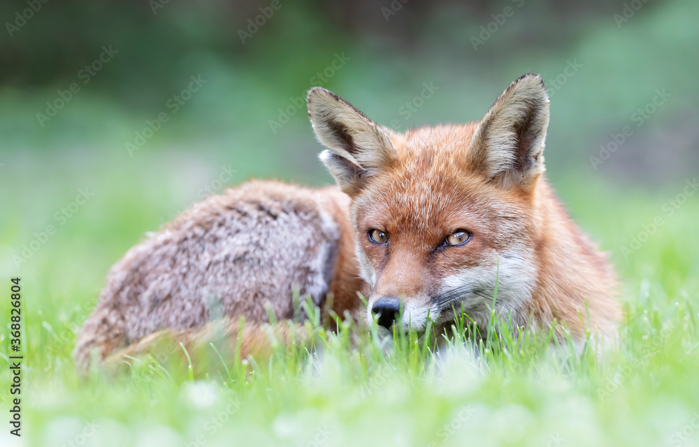 Close up of a Red fox lying on the grass
